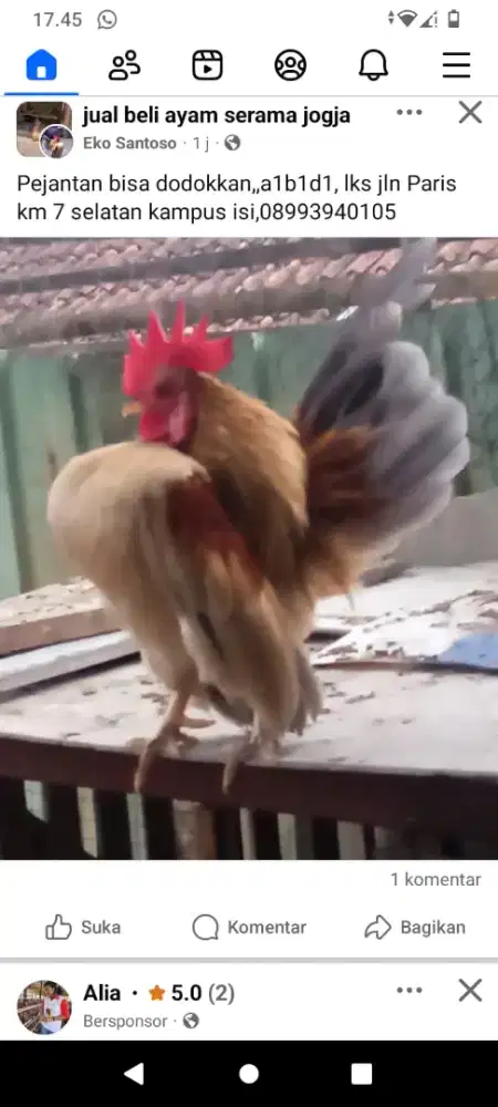 Pejantan dodokkan