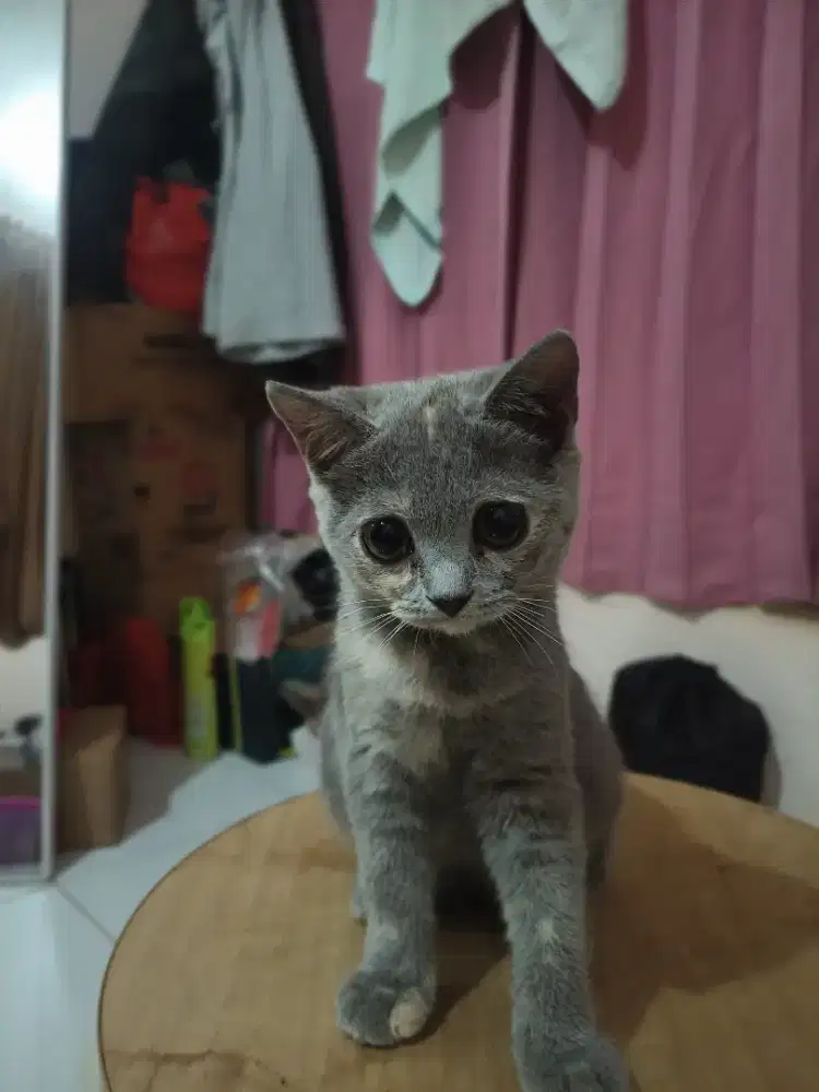 Kucing British short hair (BSH) Blue tortie