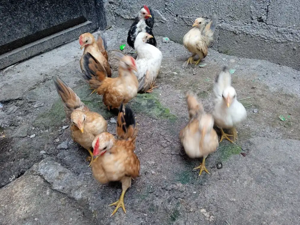 Anakkan serama 4 jantan 4 beti