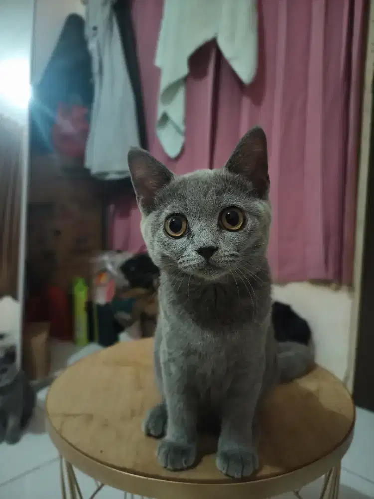 Kucing British short hair (BSH) Blue Solid