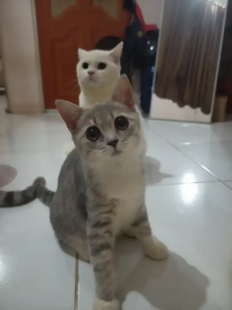 Kucing British Short Hair (BSH) Bico Blue Tabby