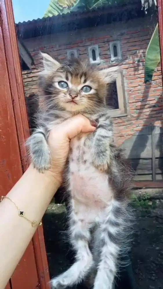LEPAS ADOPT KITTEN