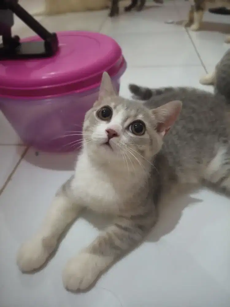 Kucing British short hair (BSH) Bico Blue Tabby