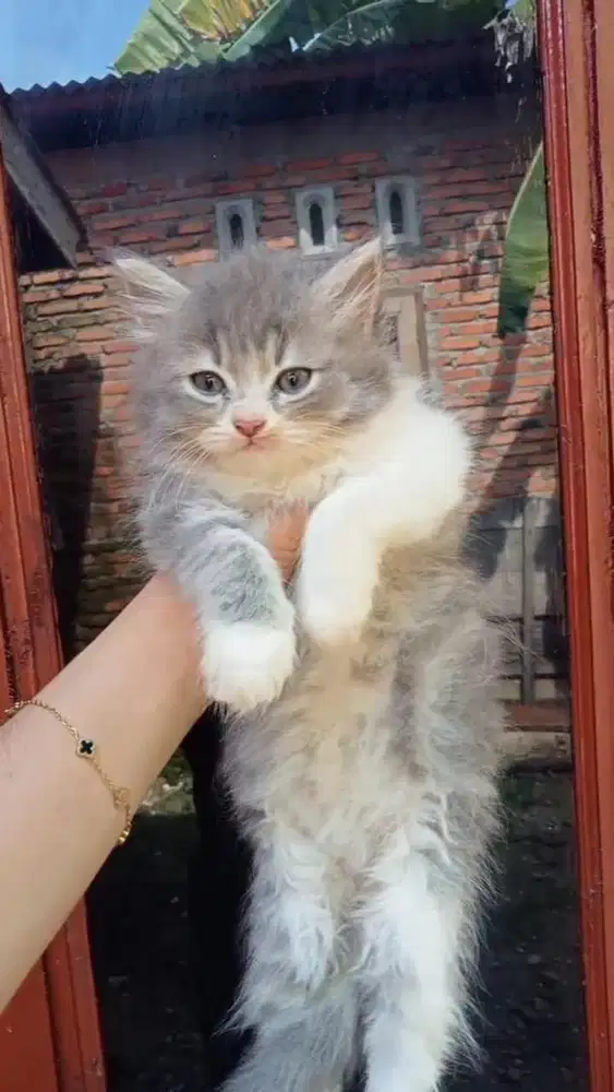 LEPAS ADOPT KITTEN