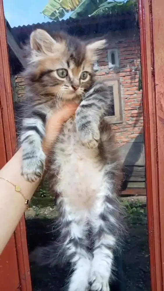 LEPAS ADOPT KITTEN
