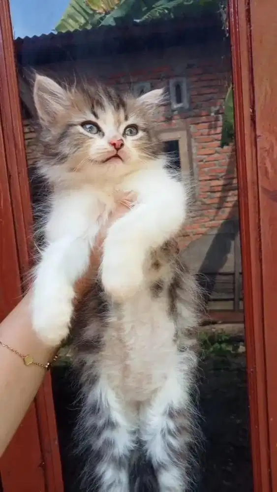 LEPAS ADOPT KITTEN