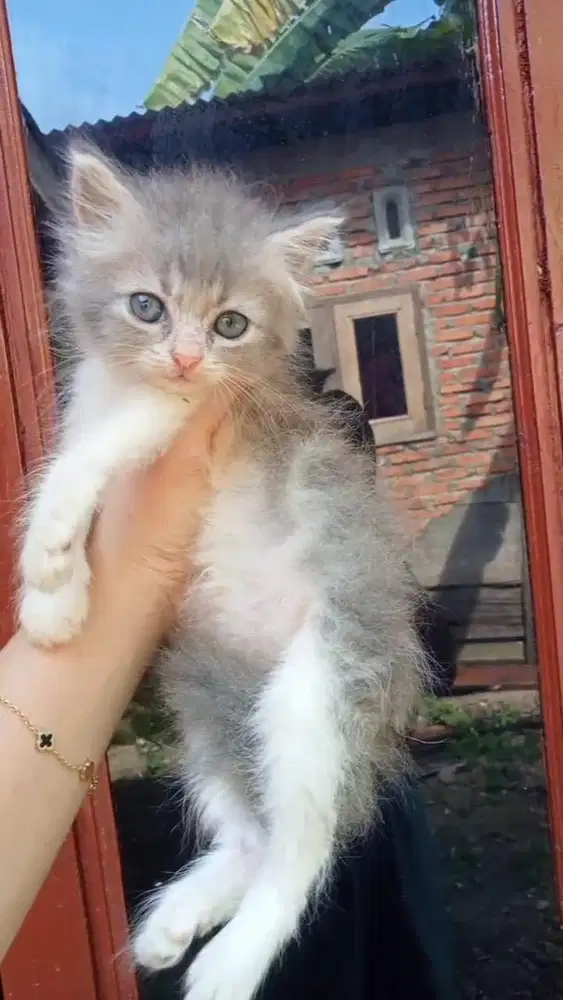 LEPAS ADOPT KITTEN