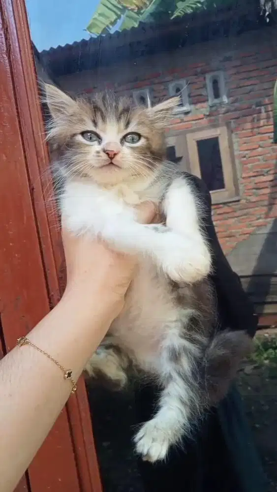 LEPAS ADOPT KITTEN