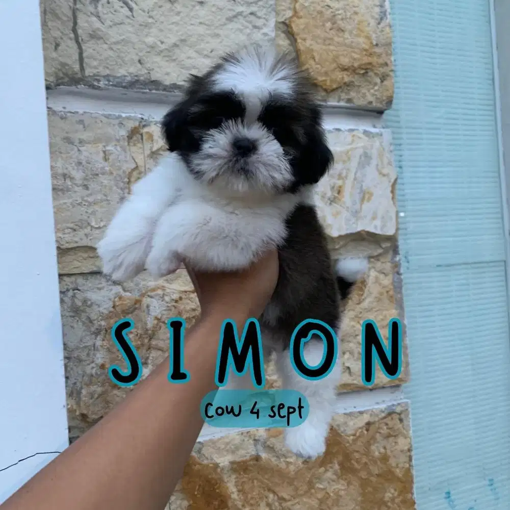 surabaya Anjing shihtzu shih tzu shitzu shitsu sitzhu