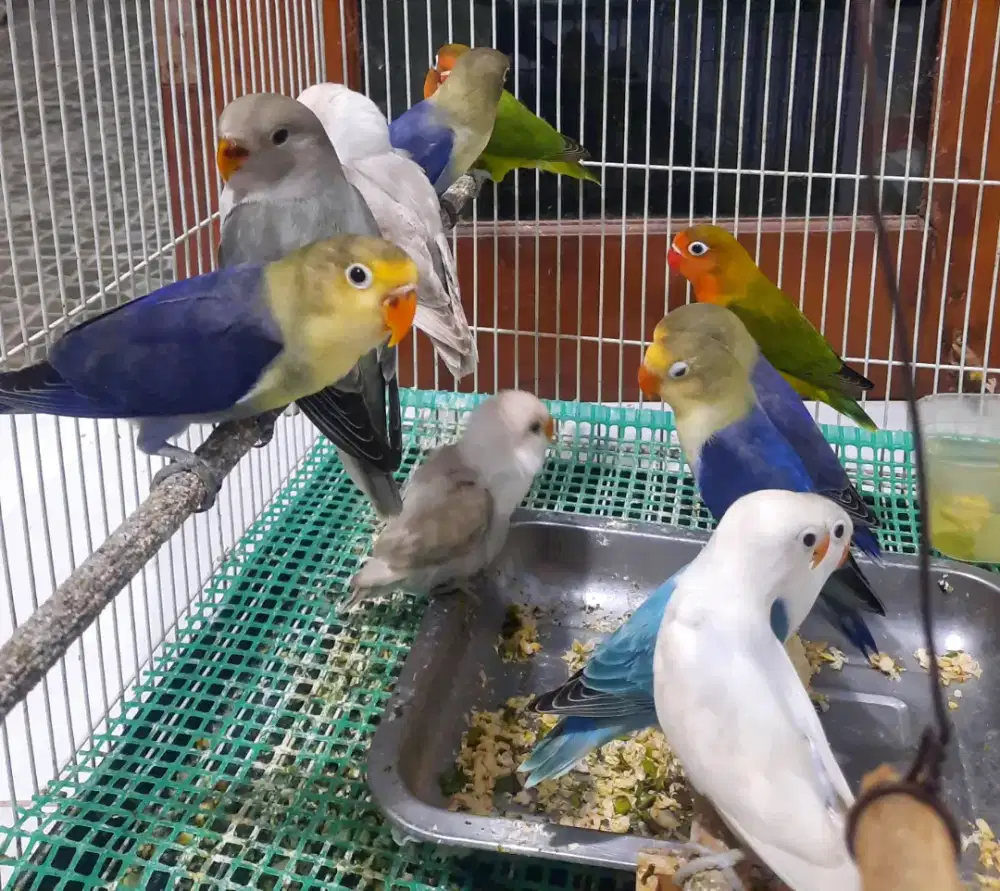 Lovebird Parblue Violet Bagus