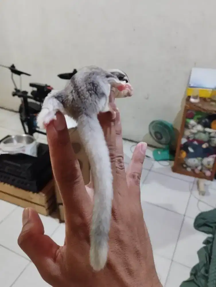 Sugar glider mosaik het platinum betina