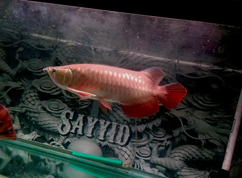 Ikan arwana golden red