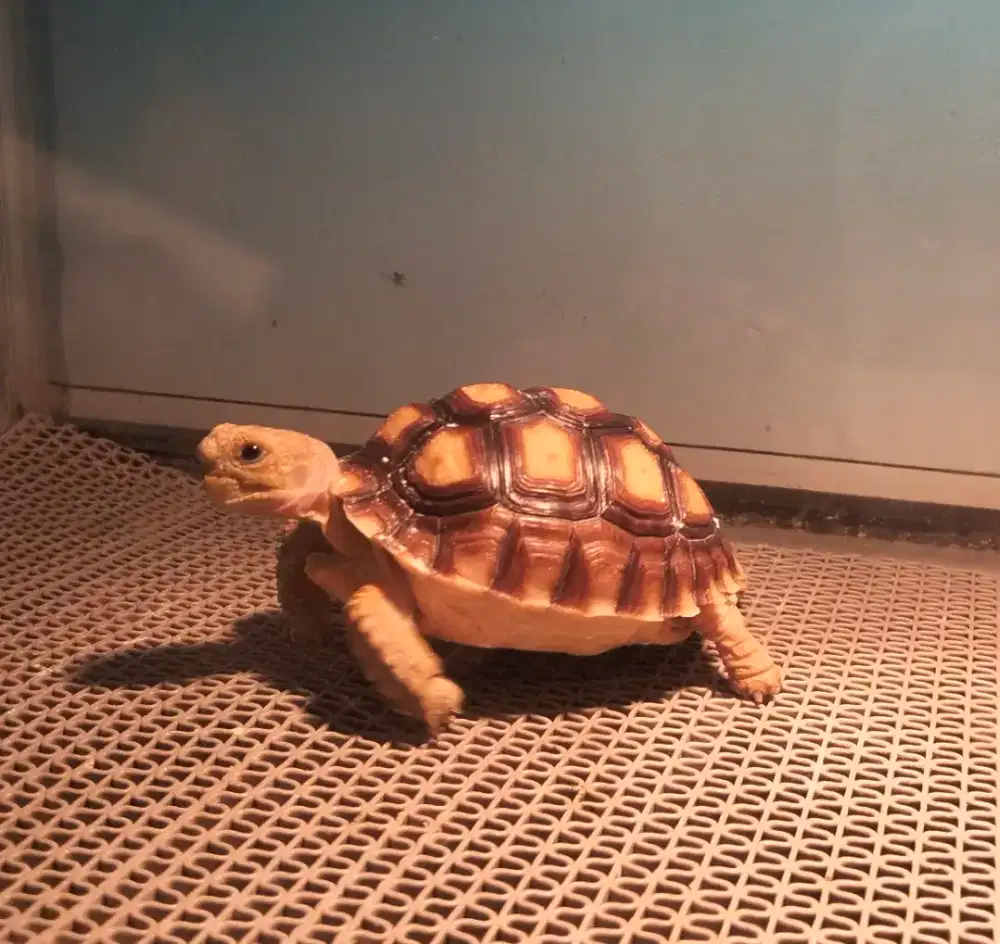 Sulcata cb indo 9 cm