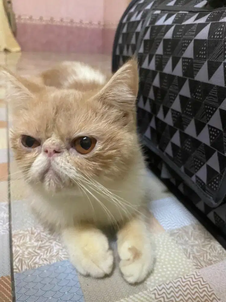 Peaknose exotic