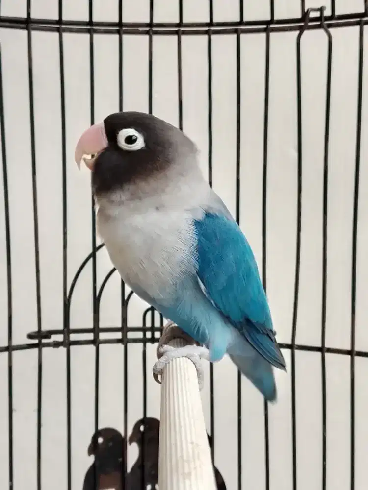 Burung lovebird betina cantik mangsi perso ajib