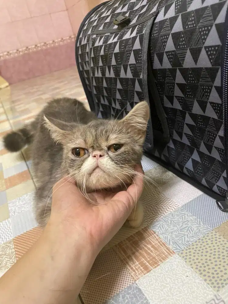 Peaknose exotic