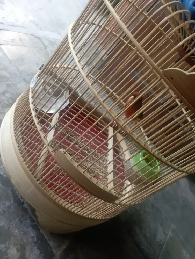 Dijual burung kenari merlok warna langka fulset jantan