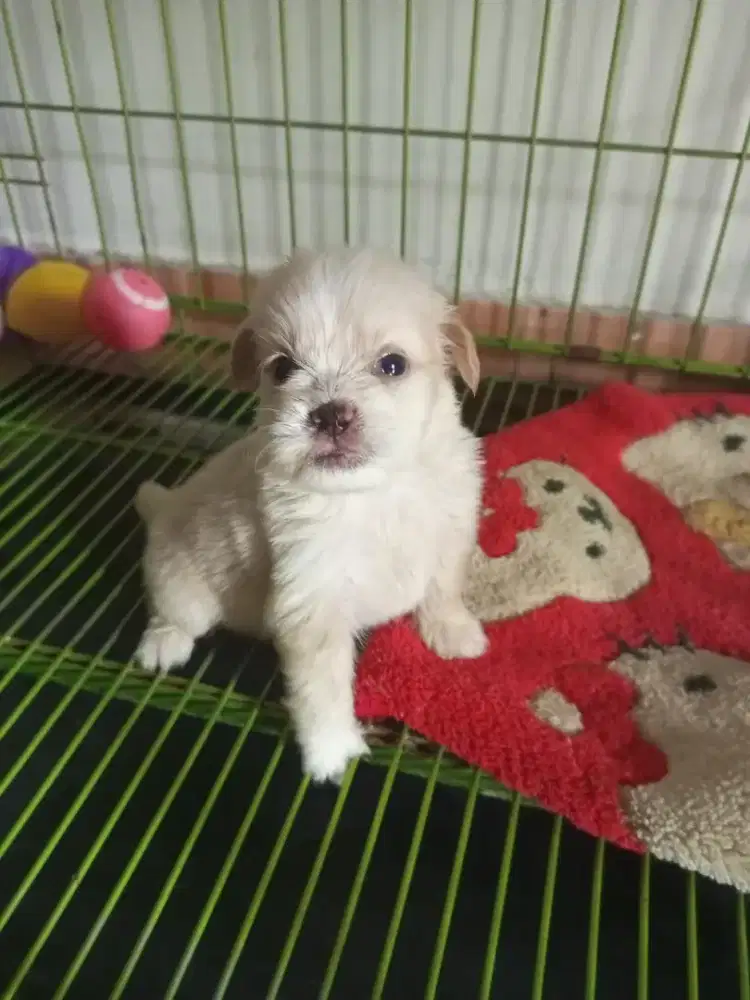 Puppy Shipom betina mungil