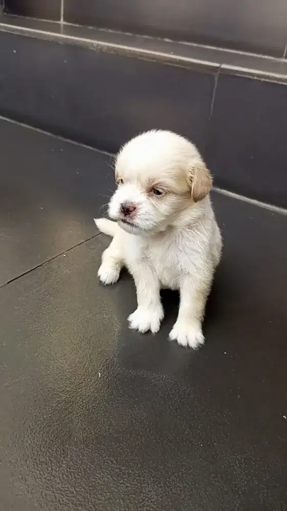 Puppy Shipom betina