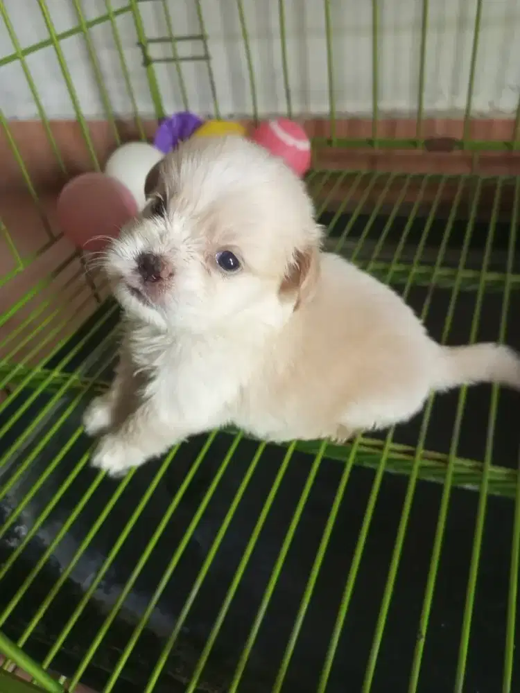 Puppy Shipom betina