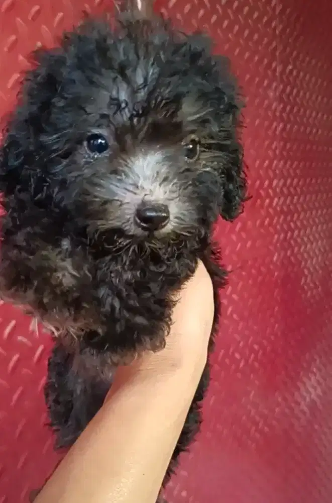 Tiny Poodle Silver