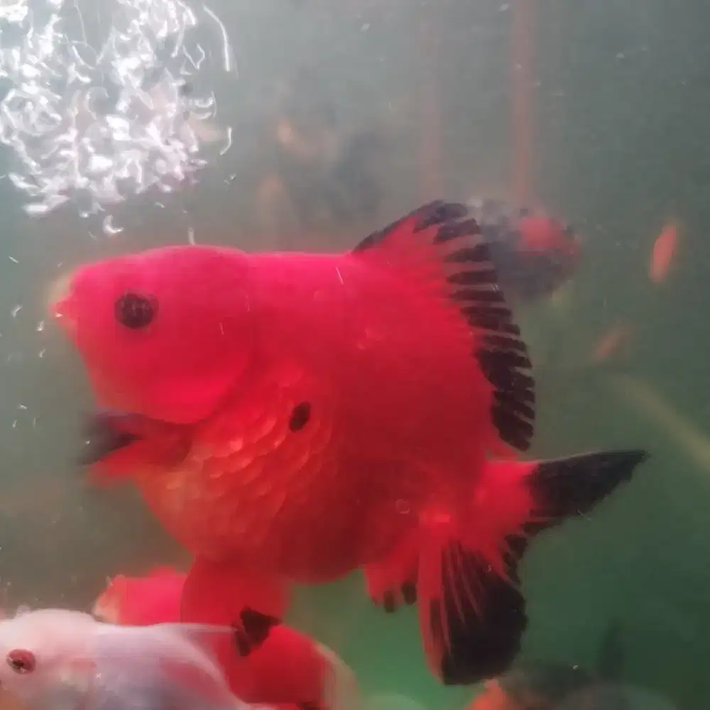 Ikan Mas Koki Ryukin