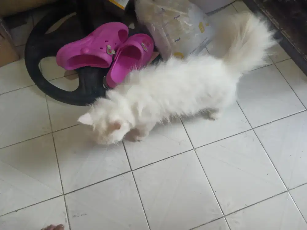 Kucing Persia Jantan&Betina