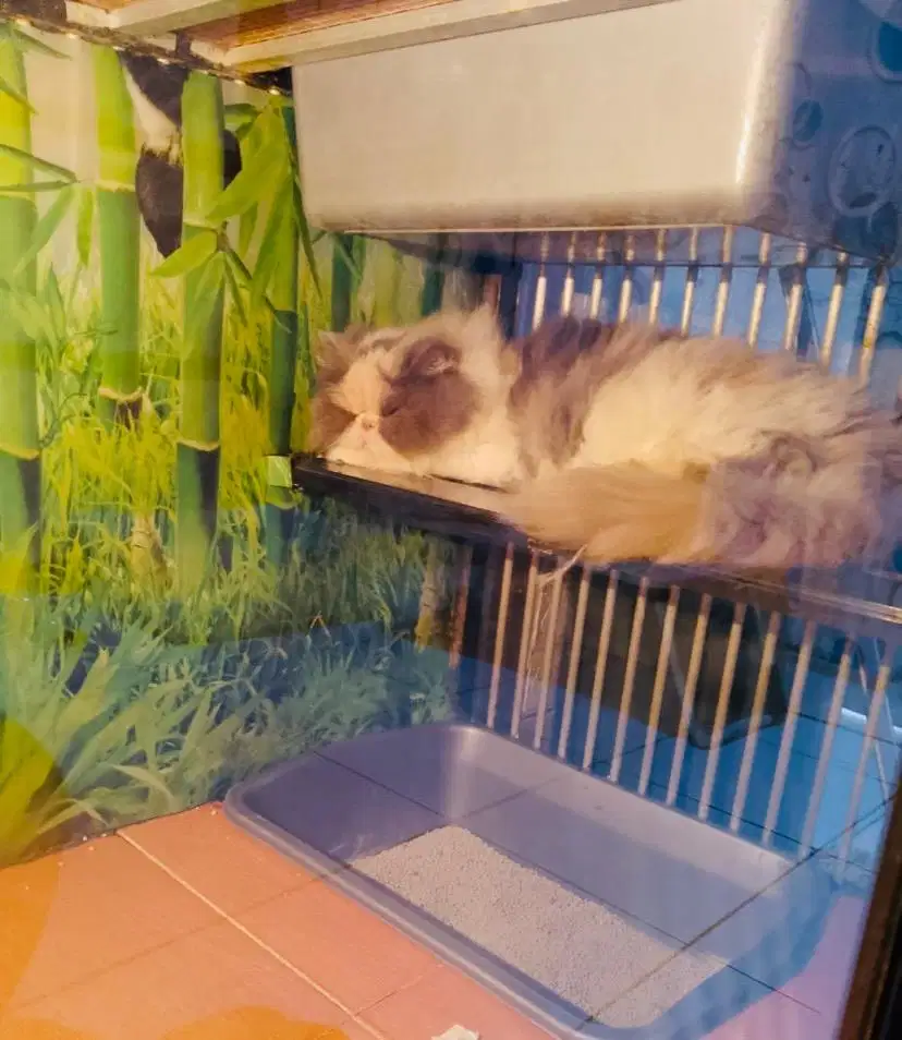 Kucing persia peaknose