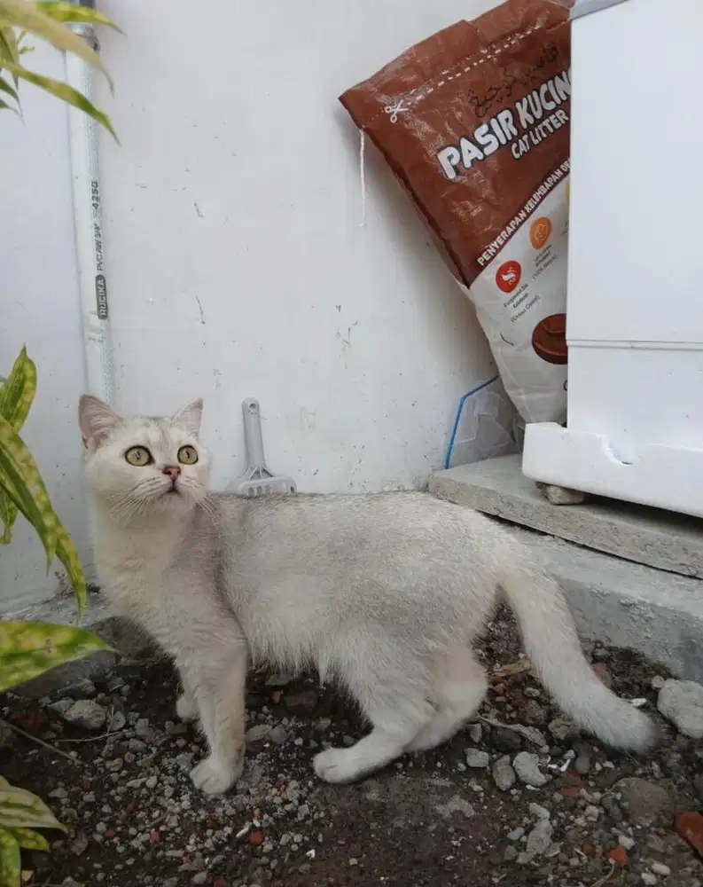 BSH Silver - Sedang Birahi Berat - Non-Ped
