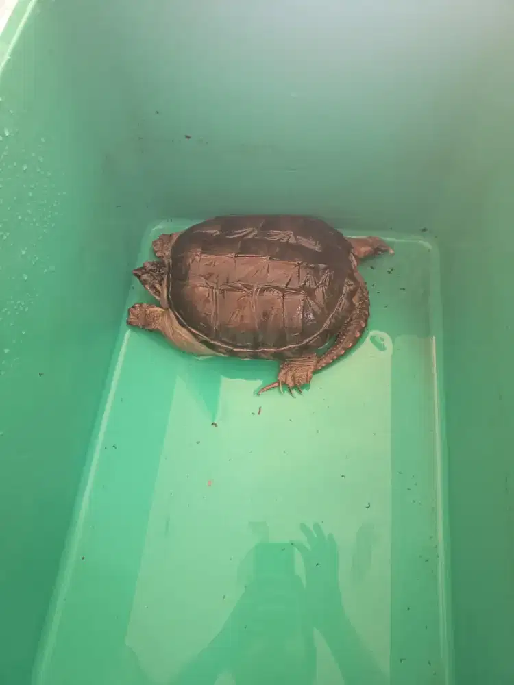 Common snapping turtle