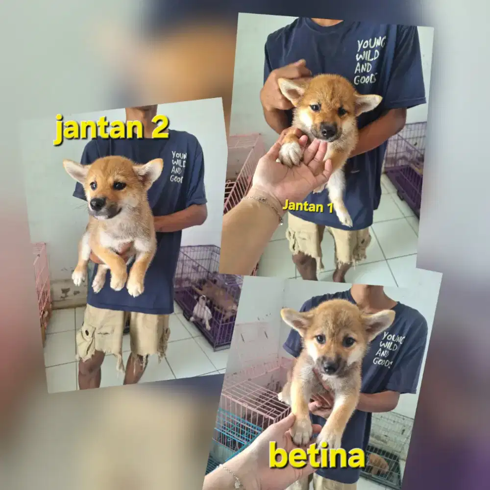 Dijual anakan shiba inu