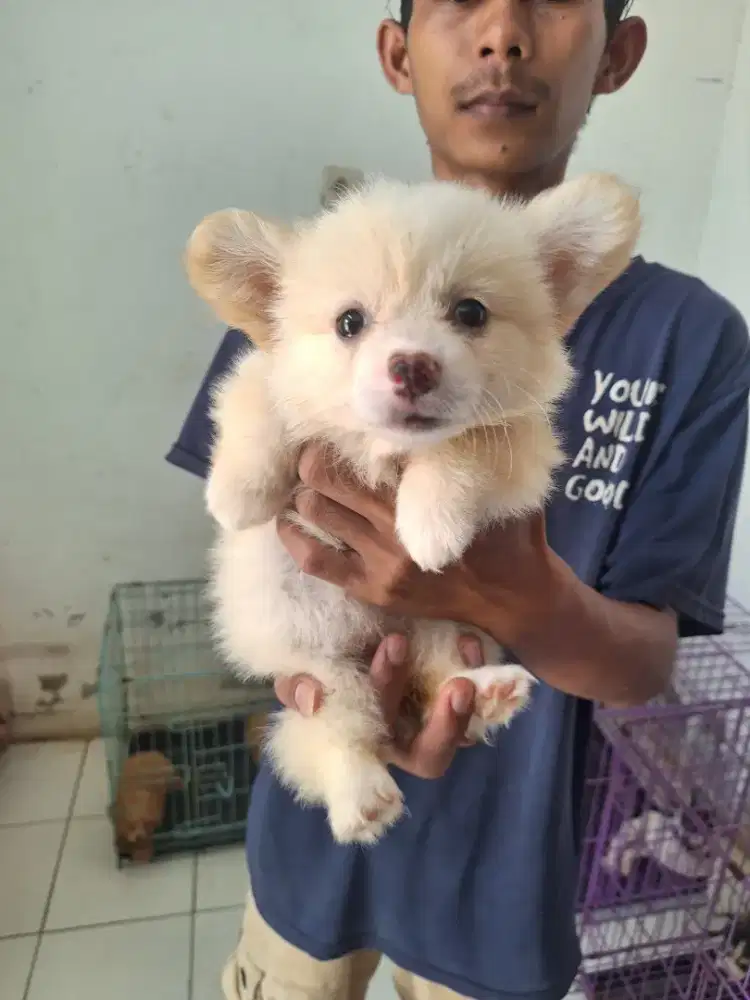 Dijual anakan corgi high quality