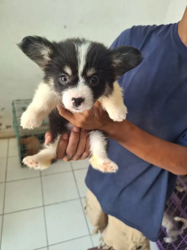 Dijual anakan corgi betina