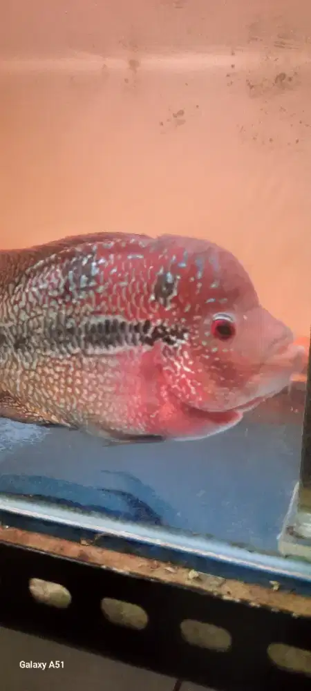 Ikan louhan cencu