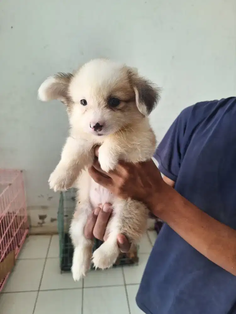 Dijual puppy corgi female