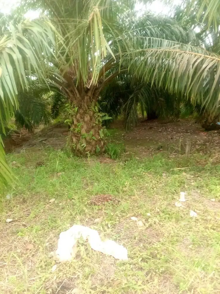 Di jual tanah 98 hektar dan 50 hektar di tanamin sawit