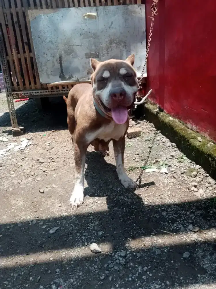 Fs. Indukan pitbull big size