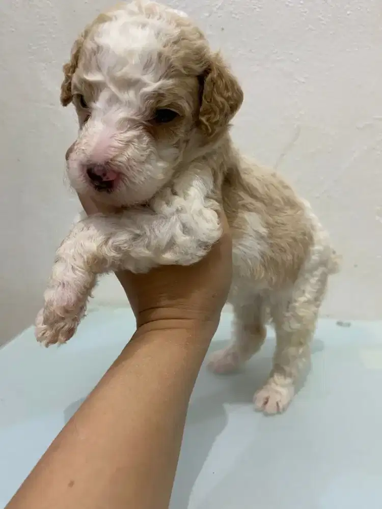 Puppy party giant poodle jantan betina