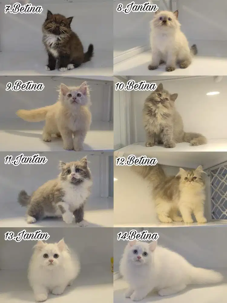 kucing persia kitten himalaya flatnose