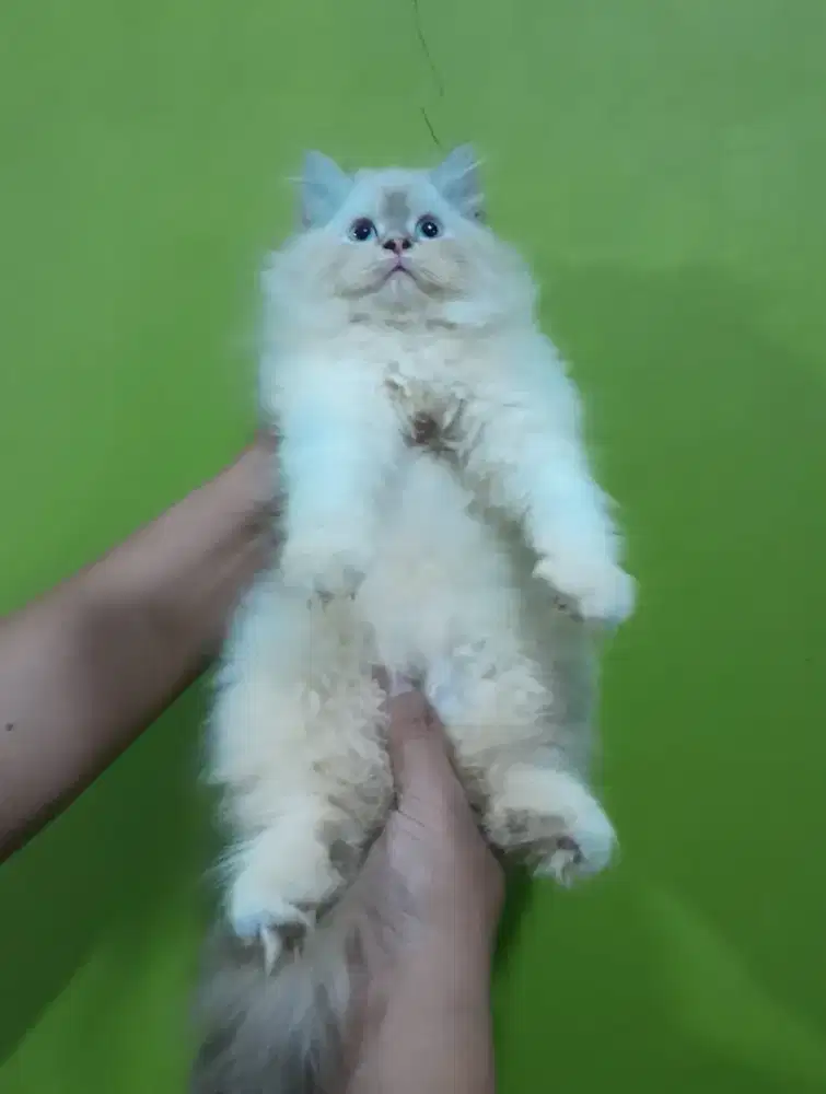 kitten himalaya #kucinghimalaya #kucinglucu