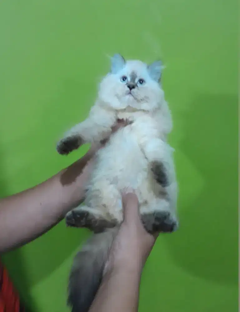 kitten himalaya # persia