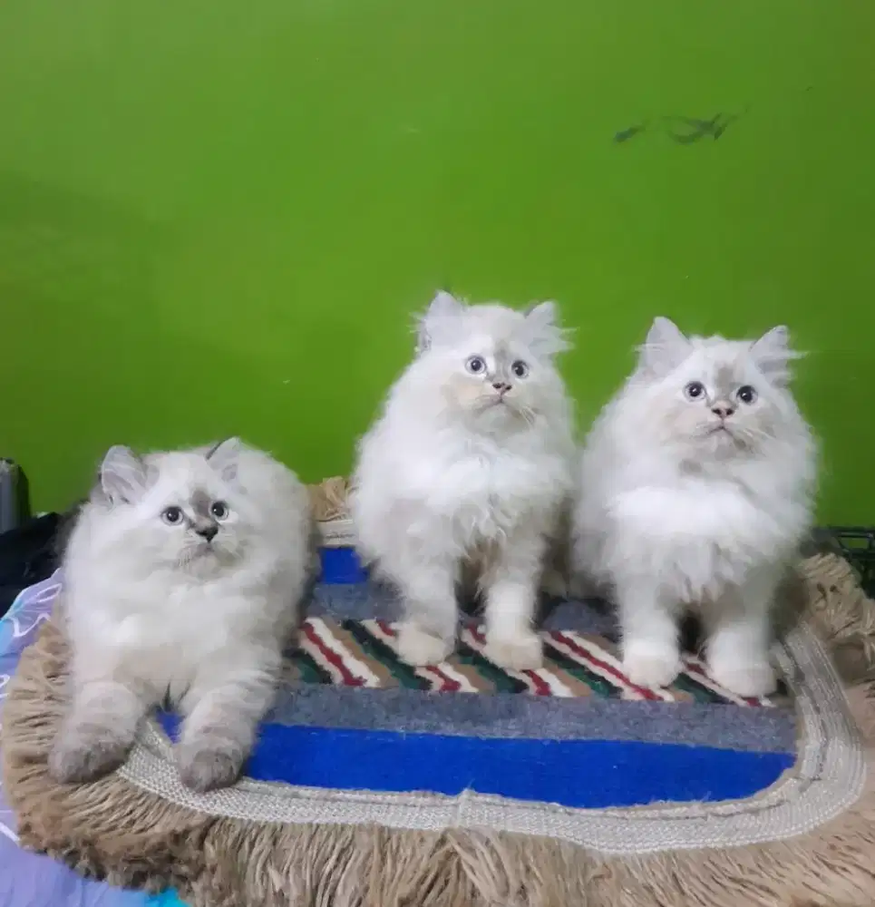 himalaya persia #kitten himalaya #kucing lucu