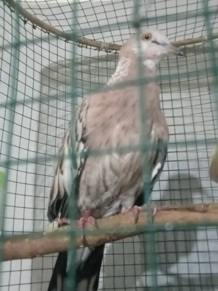 Tekukur Leo part kuk 2 paten garansi umur dewasa