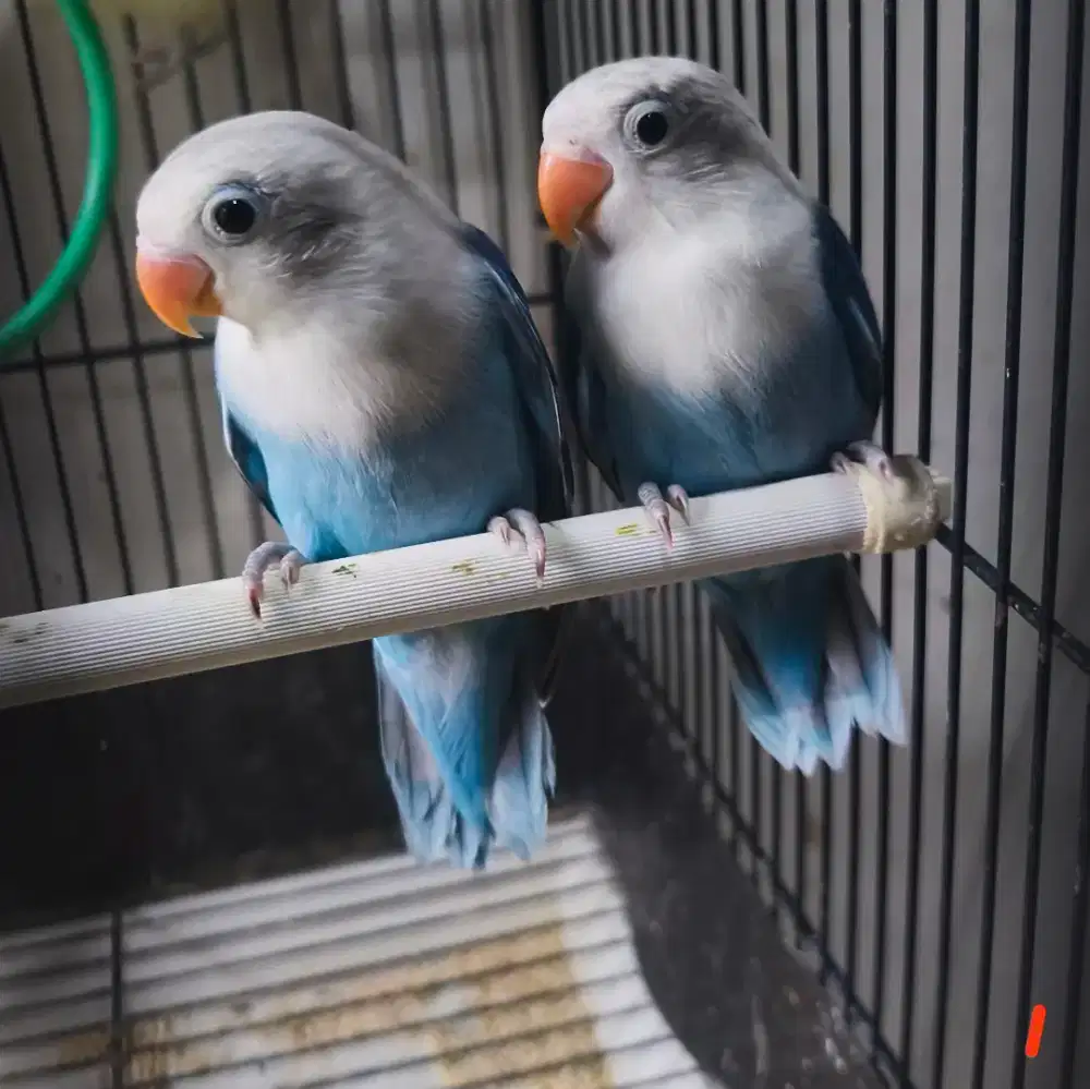 Love Bird Biola Blue
