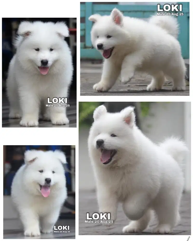 Samoyed puppy jantan & betina stambum