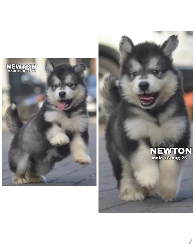 Alaskan malamute jantan & betina puppy