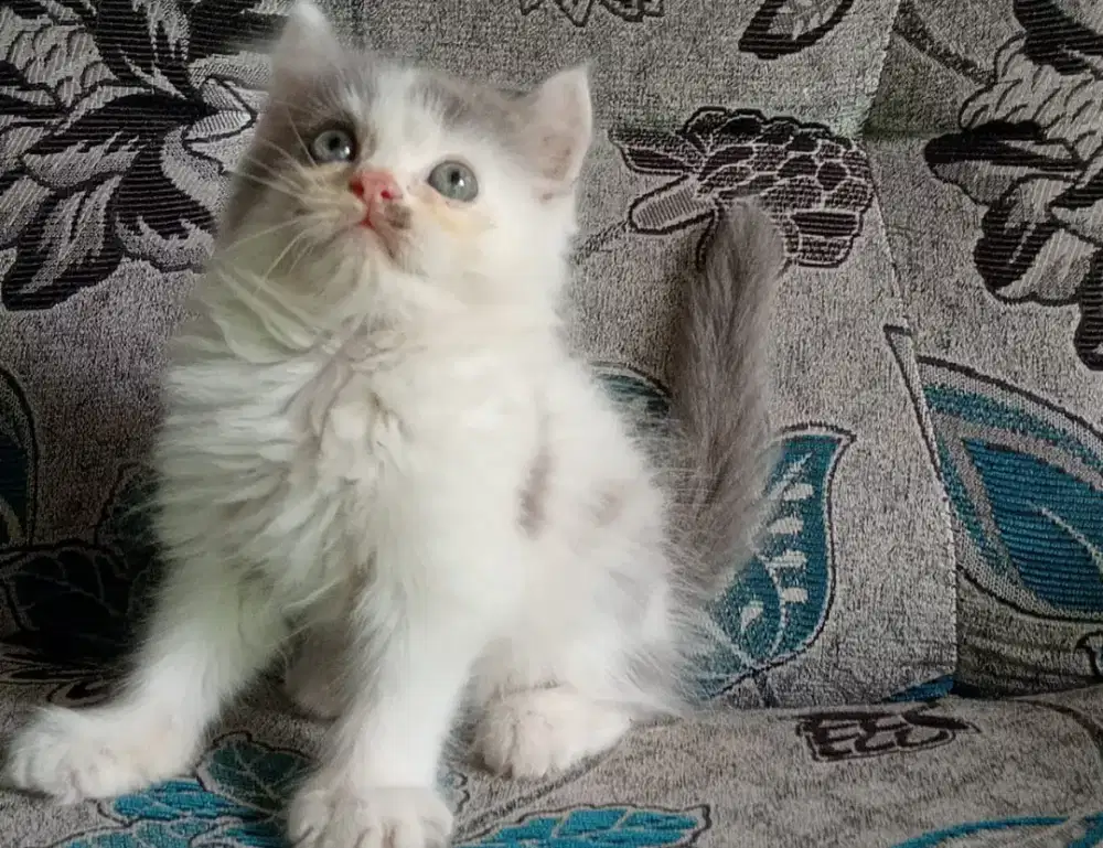 Persia kitten putih abu