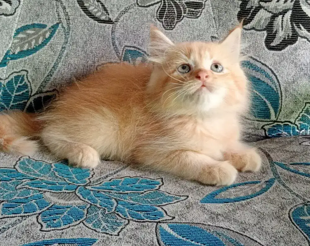 Persia kitten orange