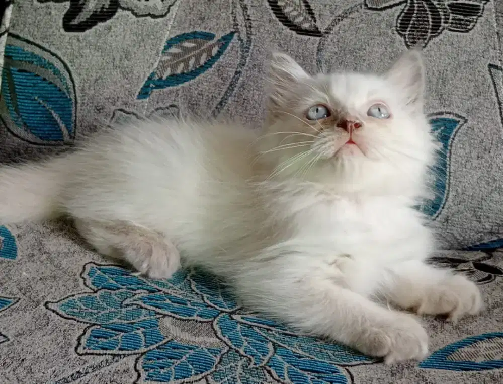 Himalaya kitten