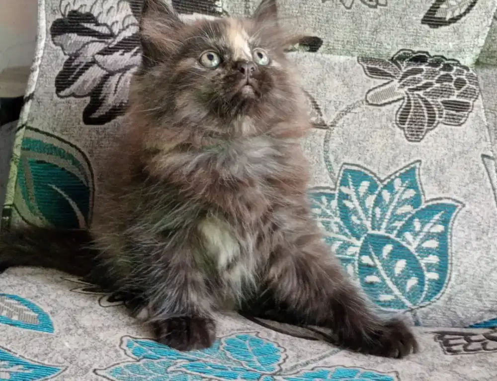 Persia kitten smoke black